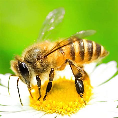 honey bees pictures photos|images of honeybees.